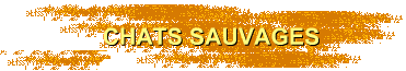 CHATS SAUVAGES