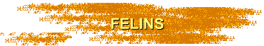 FELINS