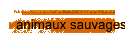 animaux sauvages