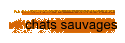 chats sauvages